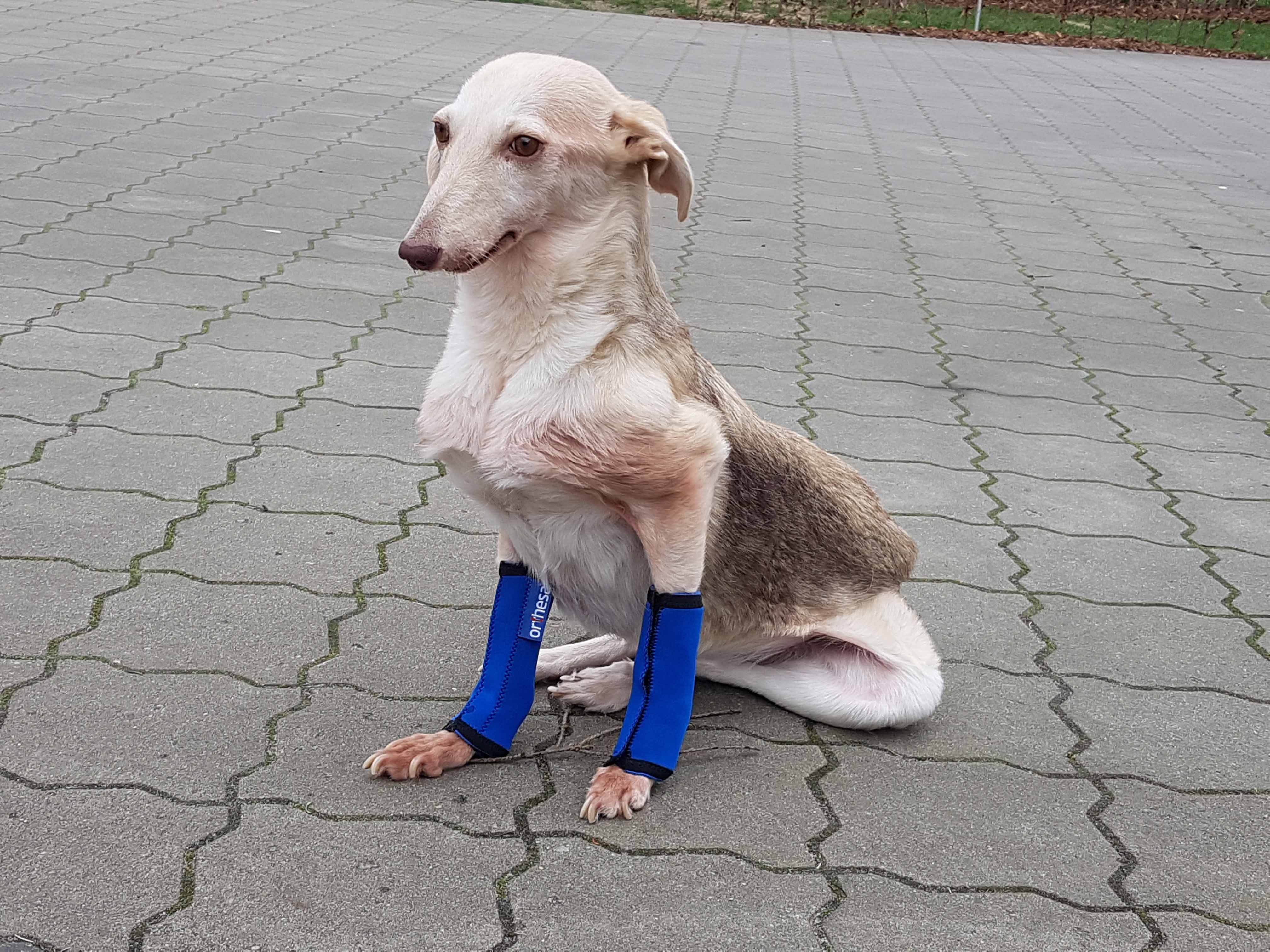 HandicapHunde und Freunde e. V. Aktuelles