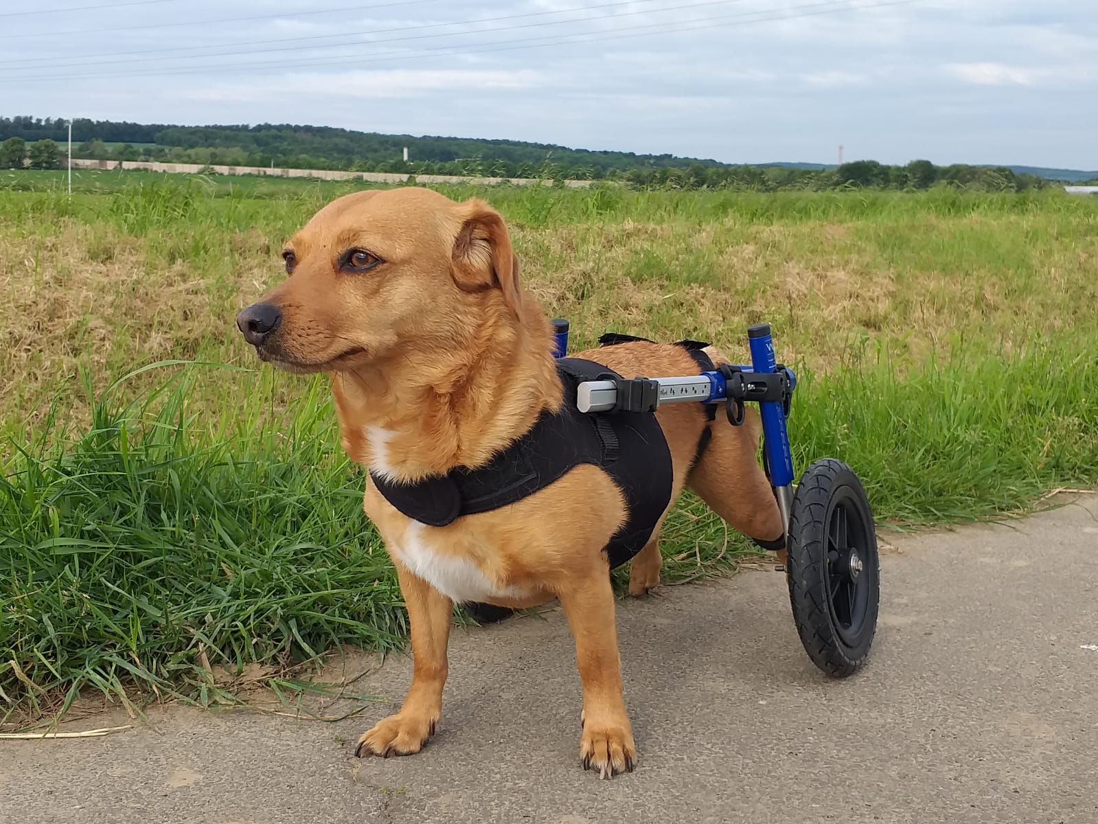 HandicapHunde und Freunde e. V. Erfolge