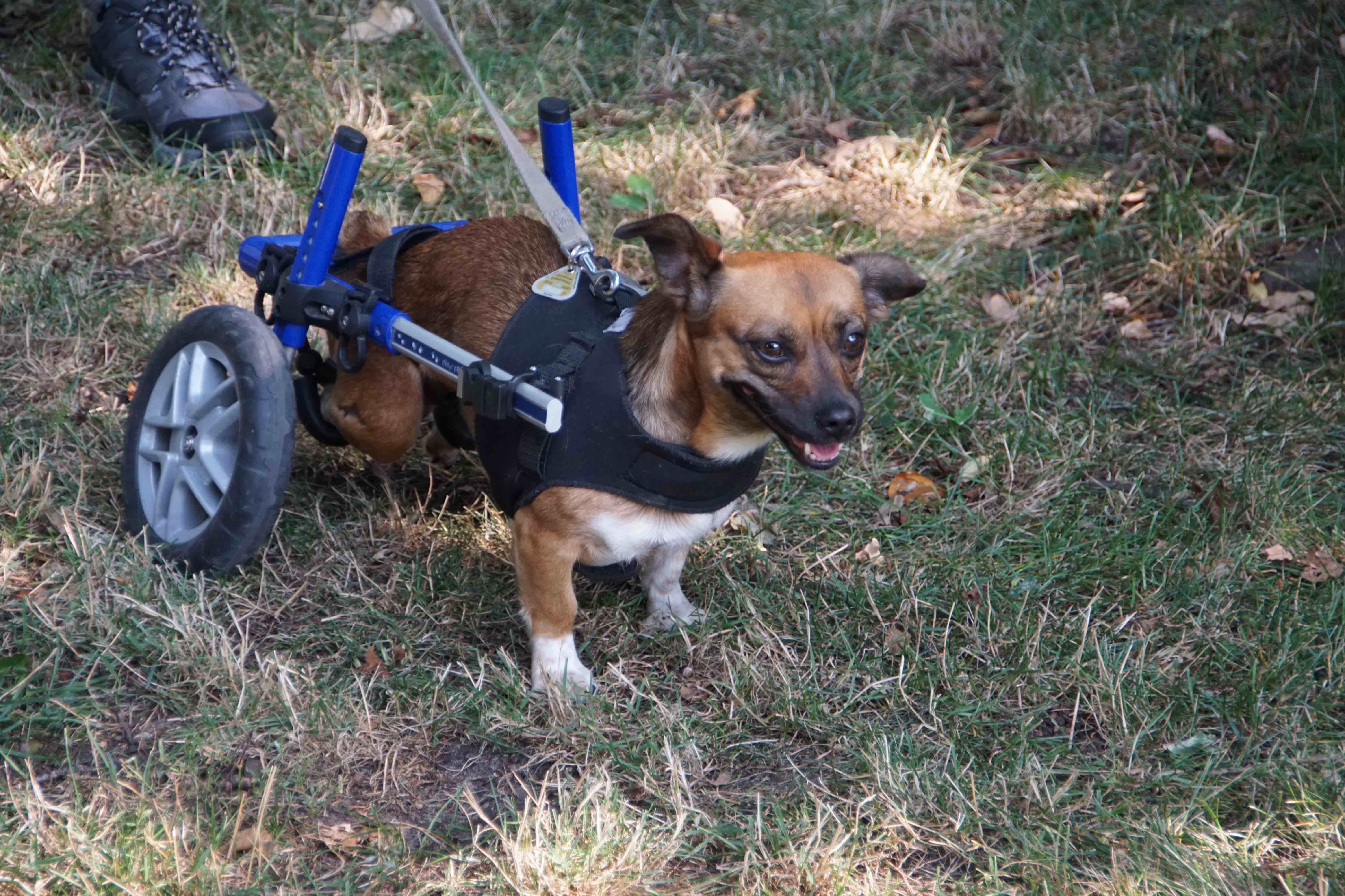 Faszinierend Hunde Mit Handicap Bilder